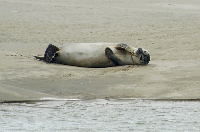 Phoque de la baie de Somme