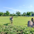 Demeure de caractère à vendre en Normandie - Neufchâtel en Bray