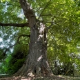 Manoir Napoléon III – Parc avec arbres séculaires – Prairies & dépendances