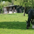 A vendre maison avec prairies pour chevaux dans la Forêt d'Eawy