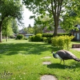 Achat Château de Normandie Dieppe Cote Albâtre Salle de réception pour mariage et quatre Gîtes de charme Parc Prairies pour chevaux 4929